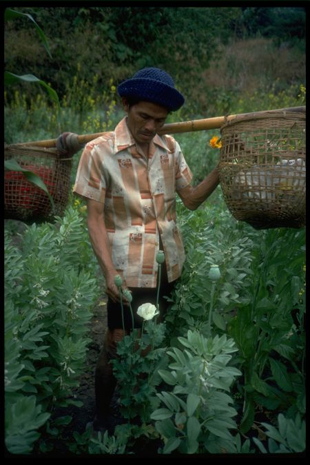opium poppies thailand
